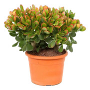 Paradisträd - Crassula ovata 'Sunset' - Höjd 30-35cm - ⌀17cm