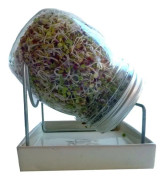 Sproutly: Geo Glasburk