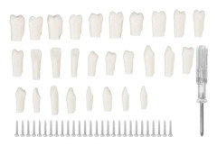 28st löstagbara tänder slitstark plast löstagbar design falska tänder för typodont undervisningsstudie