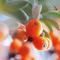 Weleda Sea Buckthorn Body Oil 100 ml