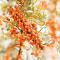 Weleda Sea Buckthorn Body Oil 100 ml