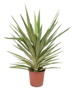 Yucca elephantipes 'Jewel' - XL Palm - Palmlilja - Kruka 21cm - Höjd 60-70cm