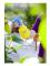 gloria Hobby 10 Yellow Spray - 000860.0000
