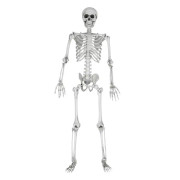 Skelett, Fullstort - 170 cm grå