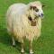 Metal Cow Bells, Super Loud Horse Sheep Copper Bells