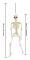 Skelettbenmodell 15,8 tum Spökhus Graveyard Halloween 2-pack