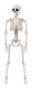 Halloween Skelett Set Full Body Skelett Med Rörliga Leder För Halloween Party Yard Garden Dekoration (FMY)