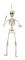 Halloween Skelett 50cm