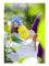 gloria Hobby 10 Yellow Spray - 000860.0000