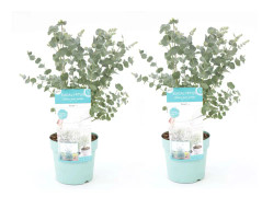 Eukalyptus Pulverulenta - Set om 2 - Kruka 17cm - Höjd 40-45cm