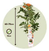 Campsis x tagliabuanca 'Indian Summer' - Set om 2 - Kruka 15cm - Höjd 60-70cm