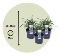 Liriope muscari 'Ingwersen' - Set om 6 - Prydnadsgräs - ⌀14cm - Höjd 25-35cm