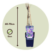Clematis Patens Multi Blue - Set om 2 - Klätterväxt - Kruka 15cm - Höjd 60-70cm