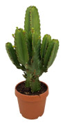 Kaktuseuforbia - Euphorbia ingens - Höjd 85-95cm - ⌀24cm