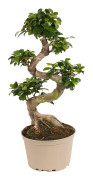Ficus Ginseng S-Shape - Japansk Bonsai krukväxt - Kruka 22cm - Höjd 60-70cm