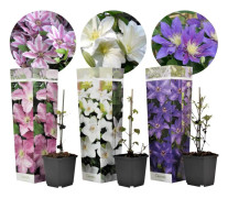 Klematis - Set om 3 - Clematis hybrid - Höjd 25-40cm - ⌀9cm