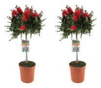 Flaskborste - Set om 2 - Callistemon 'Splendens' - Höjd 90-110cm - ⌀21cm