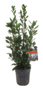 Laurus nobilis - Lagerbuske - Kruka 21cm - Höjd 90-100cm