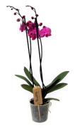 Brudorkidésläktet - Phalaenopsis - Höjd 50-60cm - ⌀12cm
