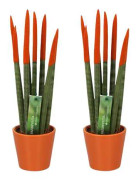 Cylindrisk svärmorstunga - Set om 2 - Sansevieria - Höjd 20-40cm - ⌀9cm