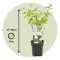 Viburnum opulus Snöbollsbuske - Set om 2 - Trädgårdsväxt - ⌀17cm - Höjd 25-40cm