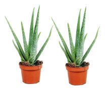 Aloe vera - Set om 2 - Aloe barbadensis - Höjd 25-40cm - ⌀10,5cm