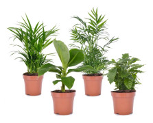 Trendig mix - Set om 4 - Dypsis, Cham., Coffea, Musa - Höjd 25-40cm - ⌀12cm