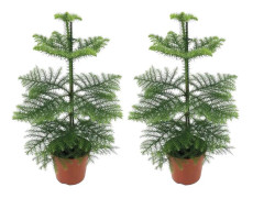 Rumsgran - Set om 2 - Araucaria heterophylla - Höjd 45-55cm - ⌀14cm