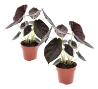 Alokasia cuprea 'Röd hemlighet' - Set om 2 - Kruka 12cm - Höjd 25-35cm