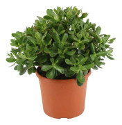 Paradisträd - Crassula ovata 'Minor' - Höjd 30-35cm - ⌀17cm