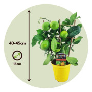 Citrus Limon - Citronträd - Kruka 14cm - Höjd 40-45cm