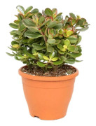 Paradisträd - Crassula ovata 'Sunset' - Höjd 45-50cm - ⌀23cm