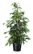 Benjaminfikus - Ficus benjamina 'Danielle' - Höjd 100-110cm - ⌀21cm