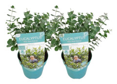 Eukalyptus - Set om 2 - Eucalyptus 'Baby Blue' - Höjd 35-45cm - ⌀15cm