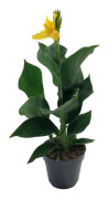 Canna 'Cannova' - Blomma Reed - Canna Lily Gul - Kruka 17cm - Höjd 35-45cm