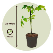 TomTato - Set om 2 - Tomat och potatis i ett - Kruka 10,5cm - Höjd 25-40 cm