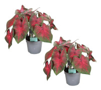Kaladium - Set om 2 - Caladium 'Postman Joyner' - Höjd 25-40cm - ⌀12cm