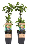 Björnbärsväxt - Set om 2 - Rubus fruticosus 'Thornfree' - Höjd 50-60cm - ⌀15cm