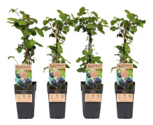 Björnbärsväxt - Set om 2 - Rubus fruticosus 'Thornfree' - Höjd 50-60cm - ⌀15cm