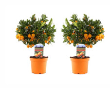 Citrus Calamondin - Set om 2- Orange/mandarin - Kruka 14cm - Höjd 35-40cm