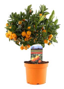 Citrus Calamondin - Apelsin/mandarinträd - Kruka 14cm - Höjd 35-40cm