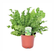 Asplenium nidus 'Krispig Våg' - Fågelbobräken - Kruka 17cm - Höjd 40-50cm