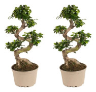 Ficus Ginseng S-formad - uppsättning av 2 - japansk bonsai - kruka 22 cm