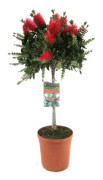 Flaskborste - Callistemon citrinus 'Splendens' - Höjd 90-110cm - ⌀21cm