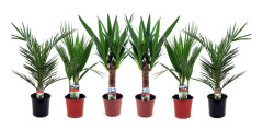 Blandning av 6 palmer - Krukväxter - Phoenix Yucca Washingtonia - Höjd 50-70 cm