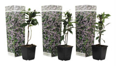 Jasmin - Set om 3 - Trachelospermum jasminoides - Höjd 25-40cm - ⌀9cm
