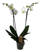 Brudorkidésläktet - Phalaenopsis - Höjd 50-60cm - ⌀12cm