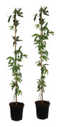 Passionsblomma - Set om 2 - Passiflora 'Victoria' - Höjd 110-120cm - ⌀17cm
