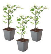 Jasmin - Set om 3 - Jasminum 'Summer Scent' - Höjd 25-40cm - ⌀9cm