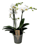 Brudorkidésläktet - Phalaenopsis Multiflora - Höjd 35-45cm - ⌀12cm